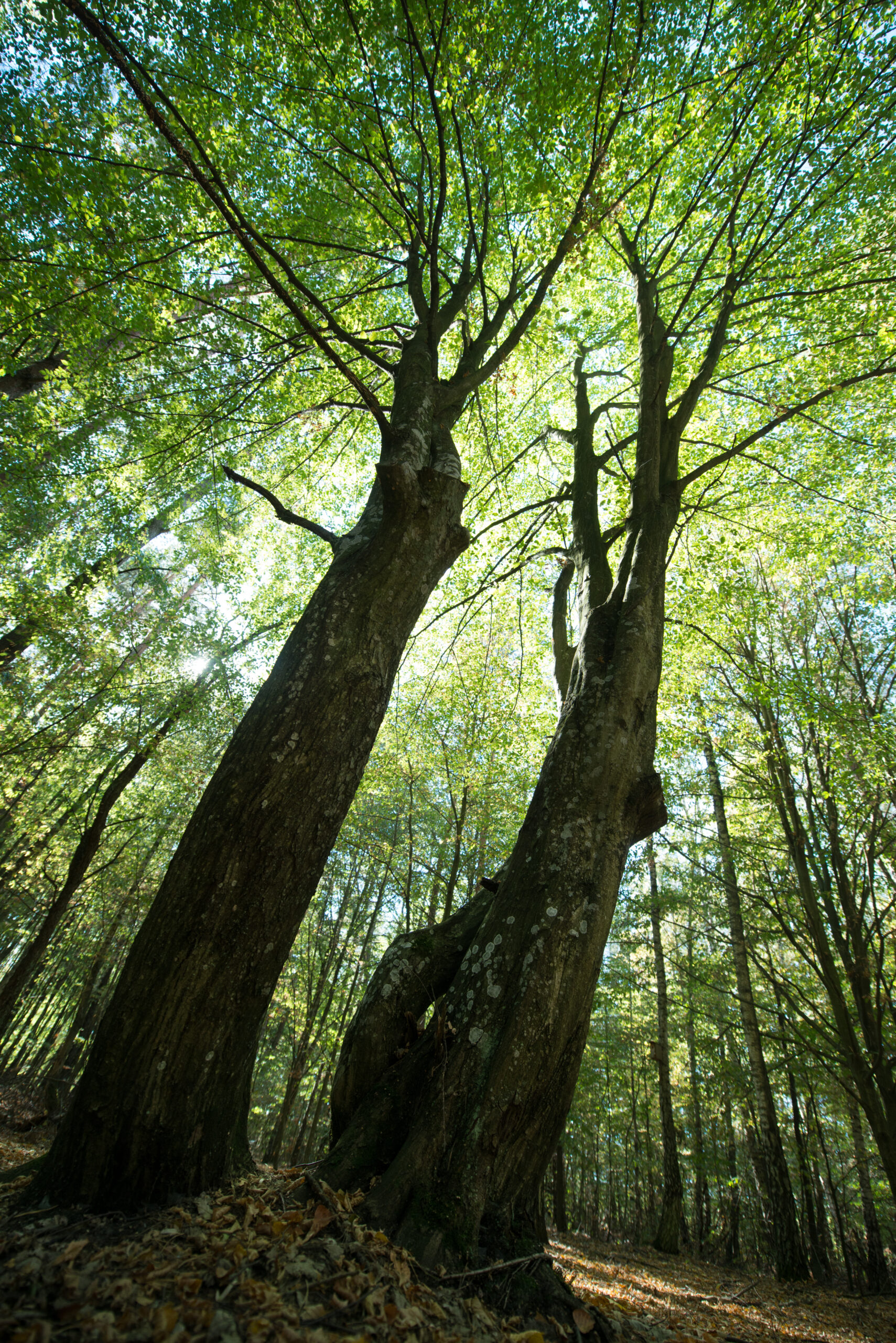 thérapie de couple à Jemeppe-sur-Sambre
